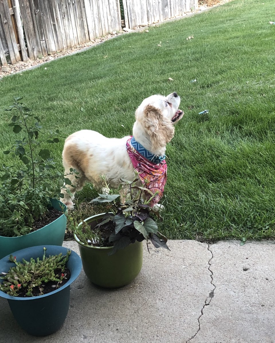 Cute Cocker Spaniel rabbit named Honey