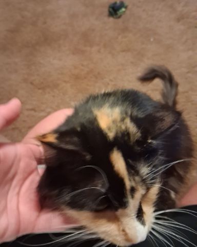 Cute tortoise calico named chico