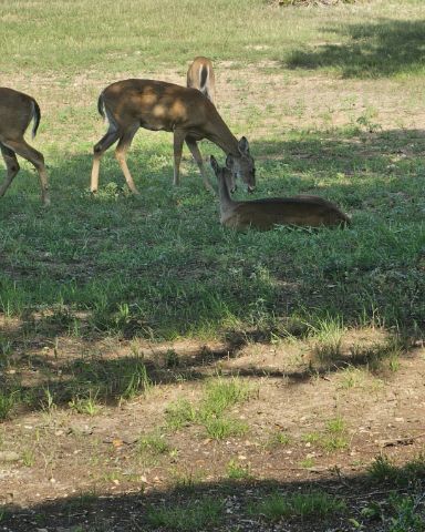 Cute Deer,Axis Deer,Bucks,Axis Bucks named Nature