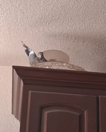 Cute white tipped dove named Derek