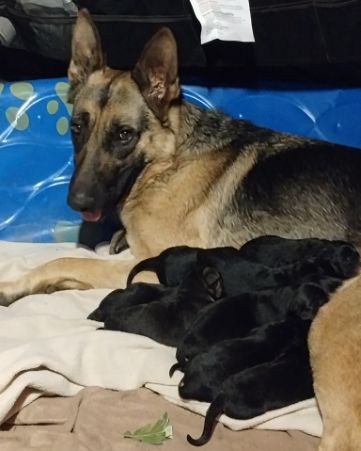 Cute German Shepherd named Echo