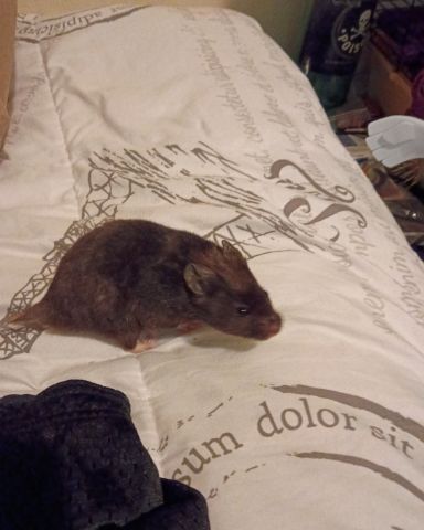 Cute black bear hamster named dean
