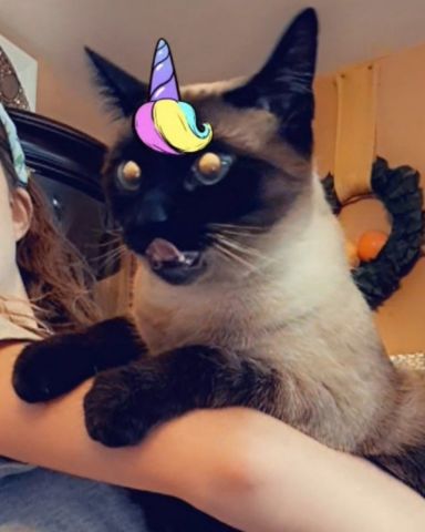 Cute Siamese named Luna🌙💫 (twin of Stella)