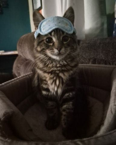 Cute cat named Noodle