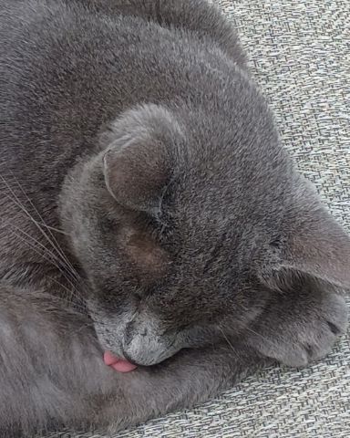 Cute taby named Fizzy