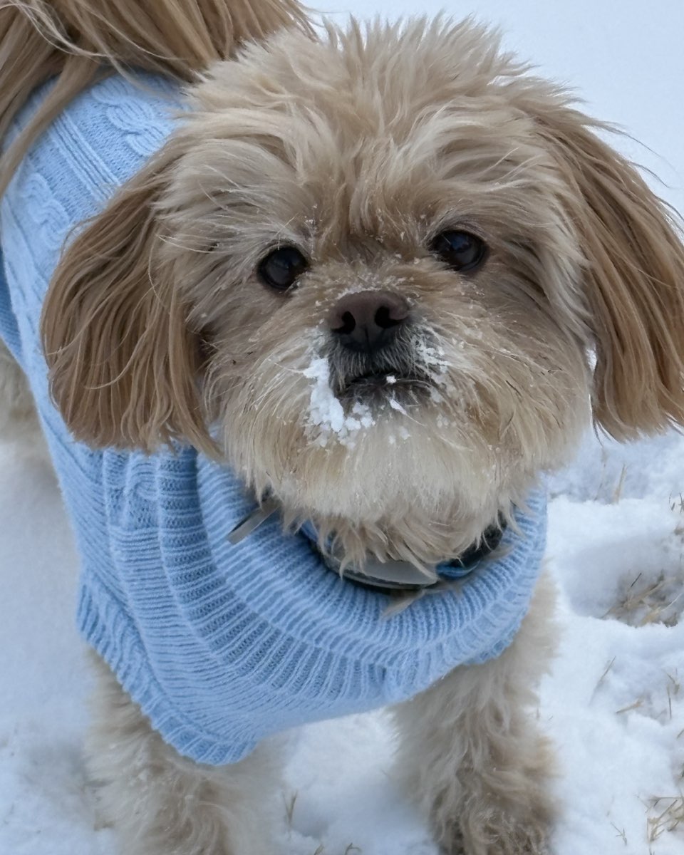 Cute Peekapoo dog named Chewie
