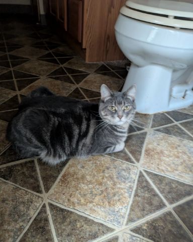 Cute cat named Max