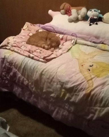 Cute cat named Tiger