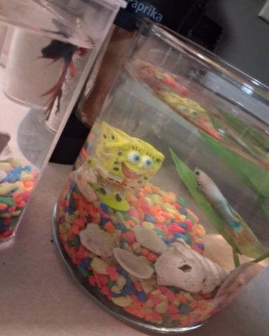 Cute beta fish named Here's and Buddy