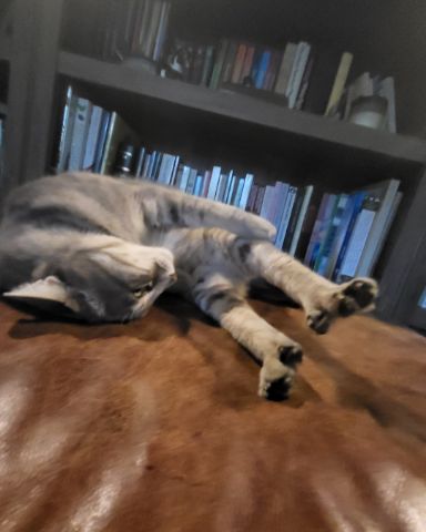 Cute Tabby named Jack