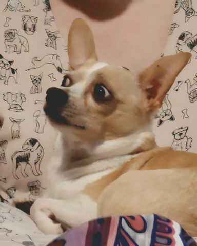 Cute Chihuahua named Zeus
