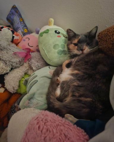 Cute calico cat named Smokey Topaz
