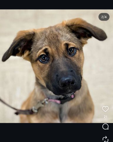 Cute German Shepard/Golden Retriever named Rikku