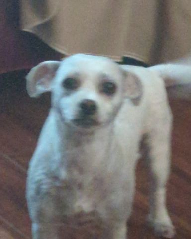Cute dog named candy!🍭🍬