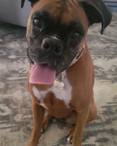 Cute boxer named Lanna