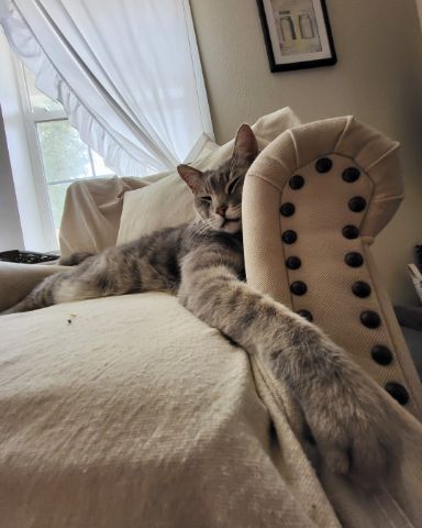 Cute Tabby named Jack