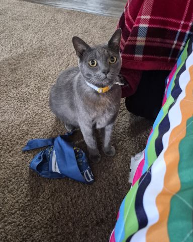Cute blue russian named tinkerbell