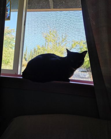 Cute black cat named blackberry