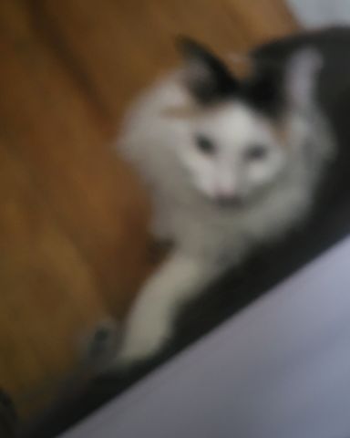 Cute cat named daisy
