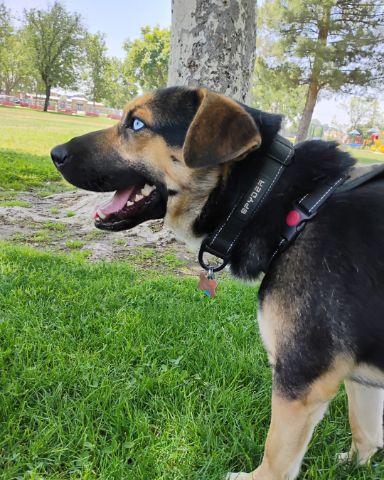 Cute German shepherd mix named Obie