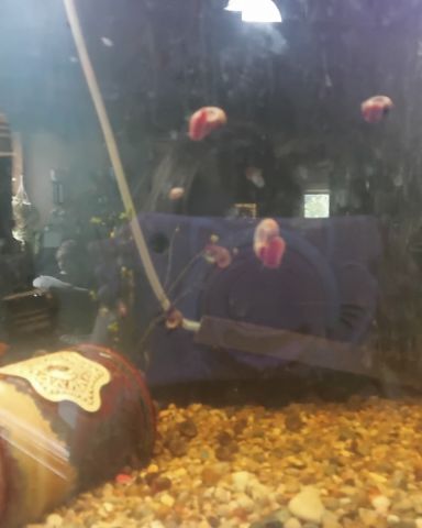 Cute snails named fishtank