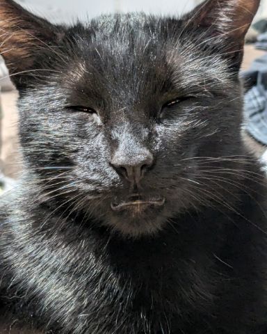 Cute black cat named azazul