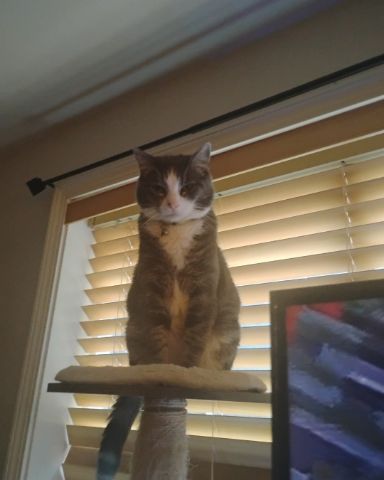Cute cat named cloudy