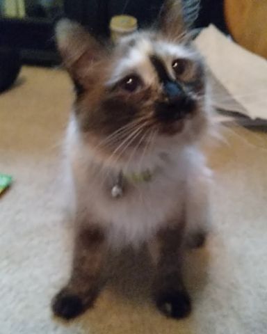 Cute cat named Storm