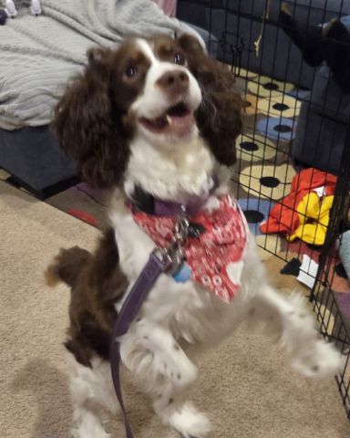 Cute English Springer Spaniel named Sparky
