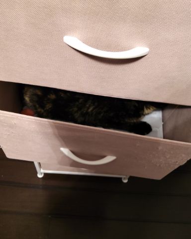 Cute cat named Cherry