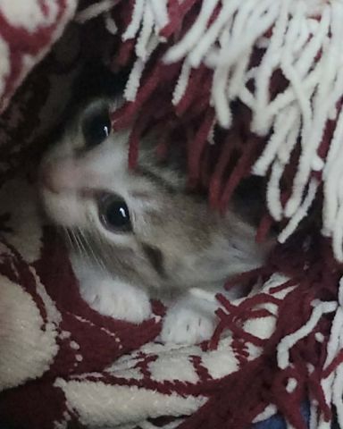 Cute cat named Marlin
