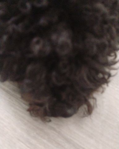 Cute black poodle named Brownie