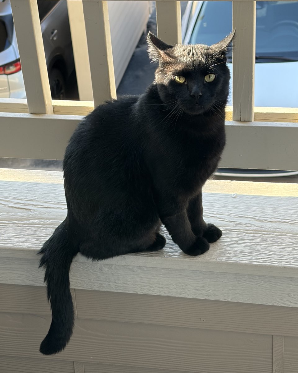Cute cat named Leo