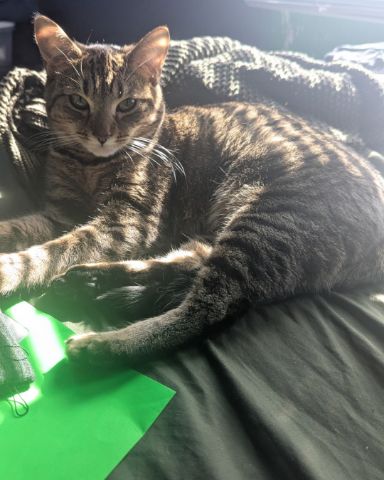 Cute Domestic shortage (aka a gray Tabby) named Luna
