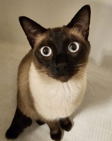 Cute cat named Poopie