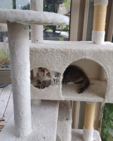 Cute Tabby and calico named runt , abbey jr. ,and peanut butter cup