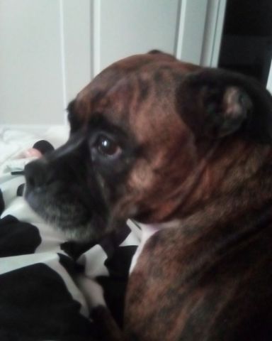 Cute boxer named she is watching TV