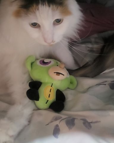 Cute cat named daisy