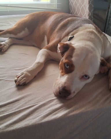 Cute dog named Daisy