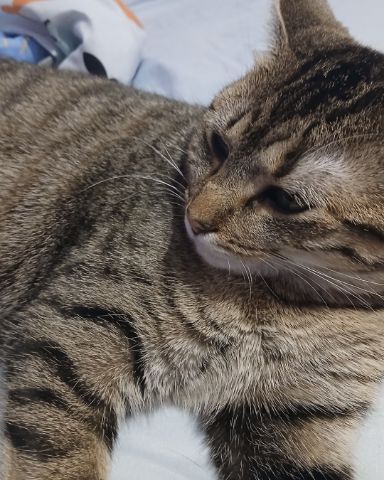 Cute cat named Cookie