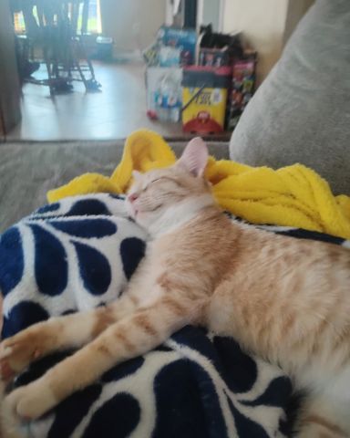 Cute cat named Zack