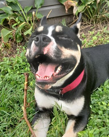 Cute dog named buddy