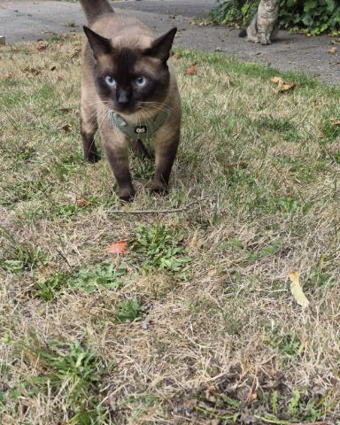 Cute siamese named blue