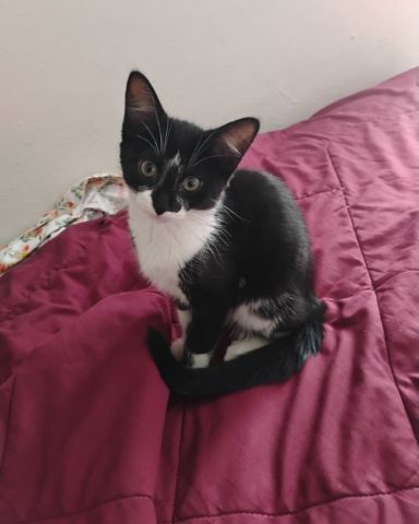 Cute cat named Sebby