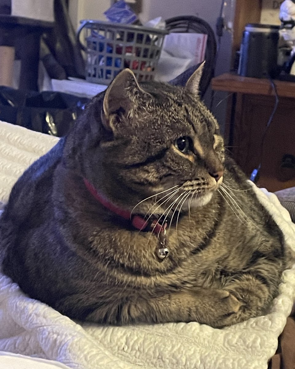 Cute cat named ReyRey