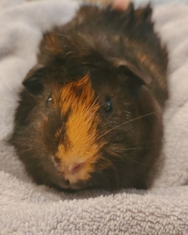 Cute Abysinnian guinea pig named Teddy