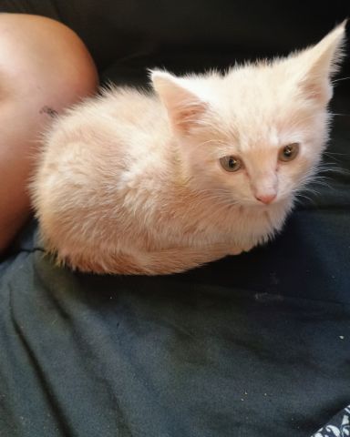 Cute orange kitty named Aphrodite