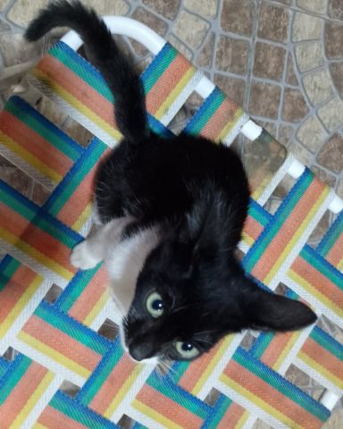 Cute cat named Silvestre