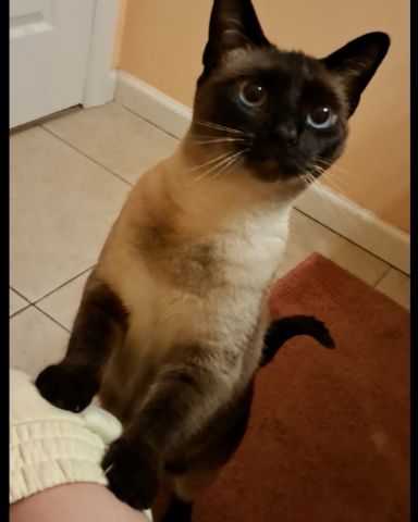 Cute Siamese named Luna🌙💫 (twin of Stella)