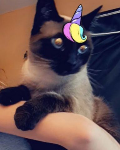 Cute Siamese named Luna🌙💫 (twin of Stella)